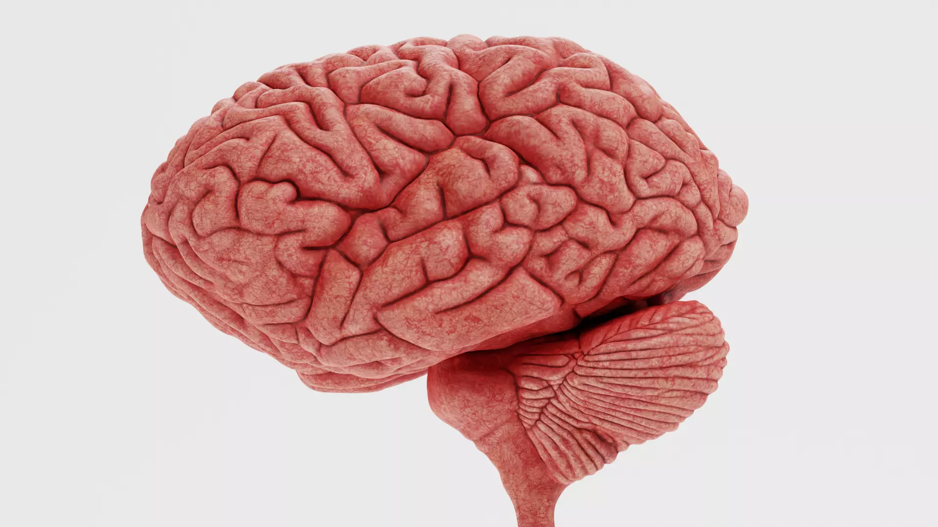 -Human Nerves - Fresh- 3D model_7