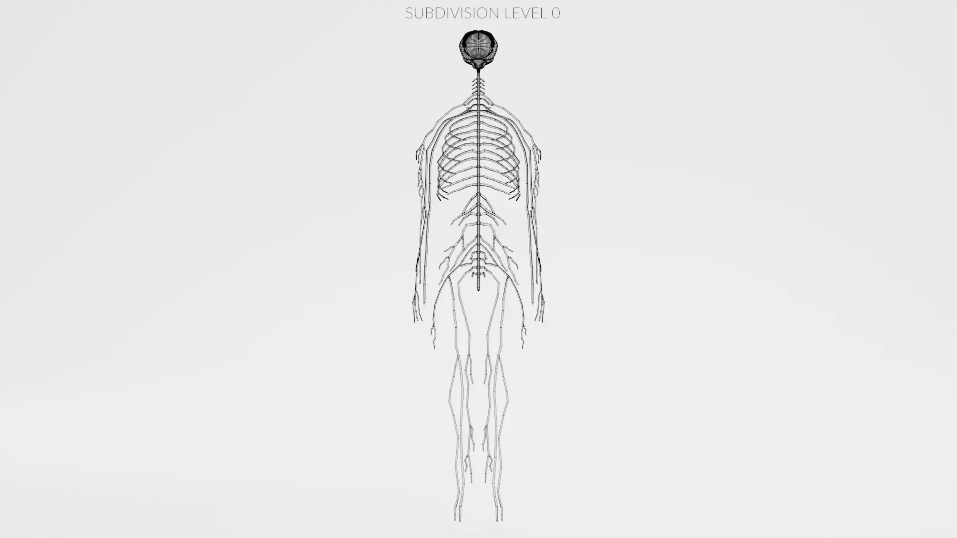 -Human Nerves - Fresh- 3D model_13