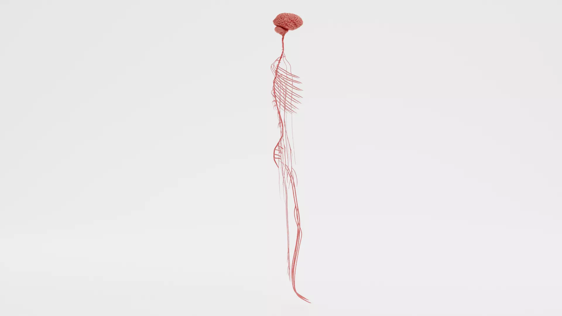 -Human Nerves - Fresh- 3D model_6