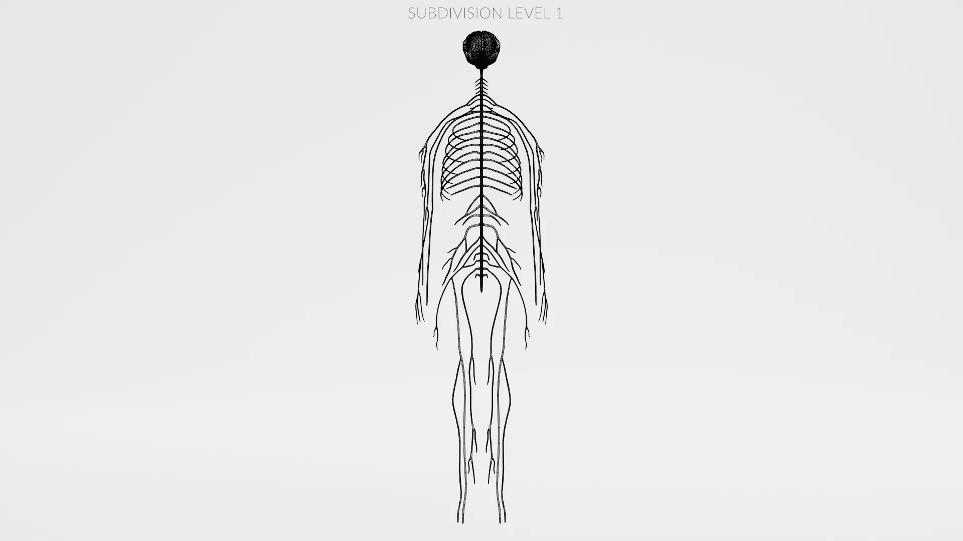 -Human Nerves - Fresh- 3D model_14