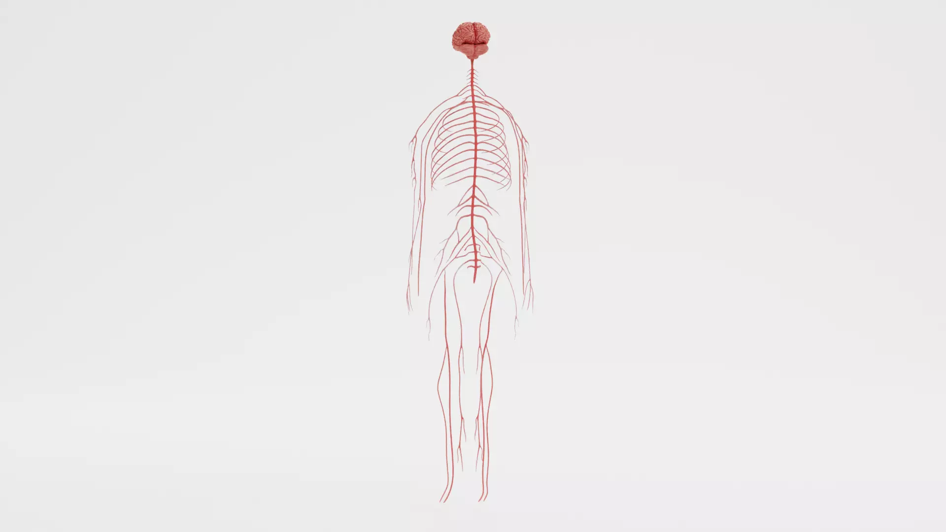 -Human Nerves - Fresh- 3D model_5