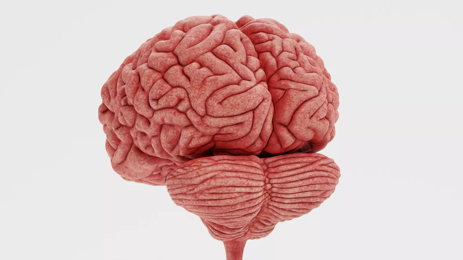 -Human Nerves - Fresh- 3D model_9