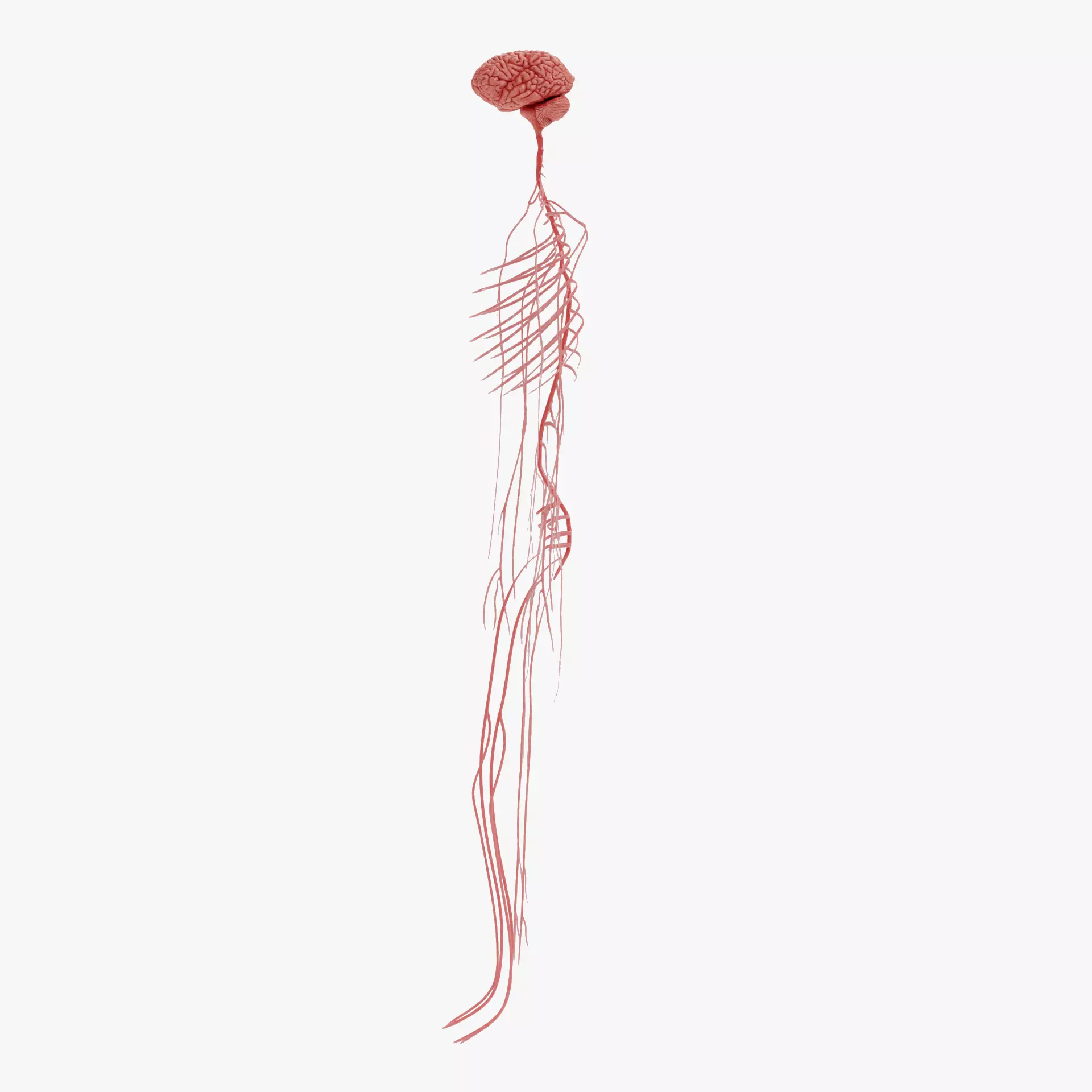 -Human Nerves - Fresh- 3D model_17