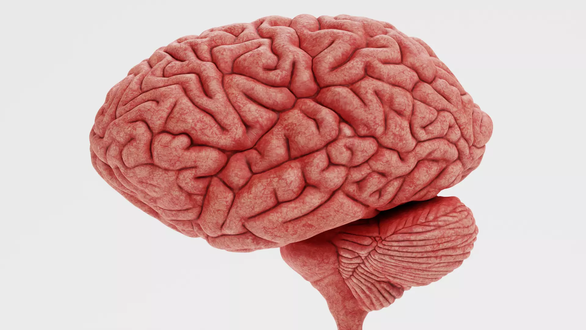 -Human Nerves - Fresh- 3D model_8