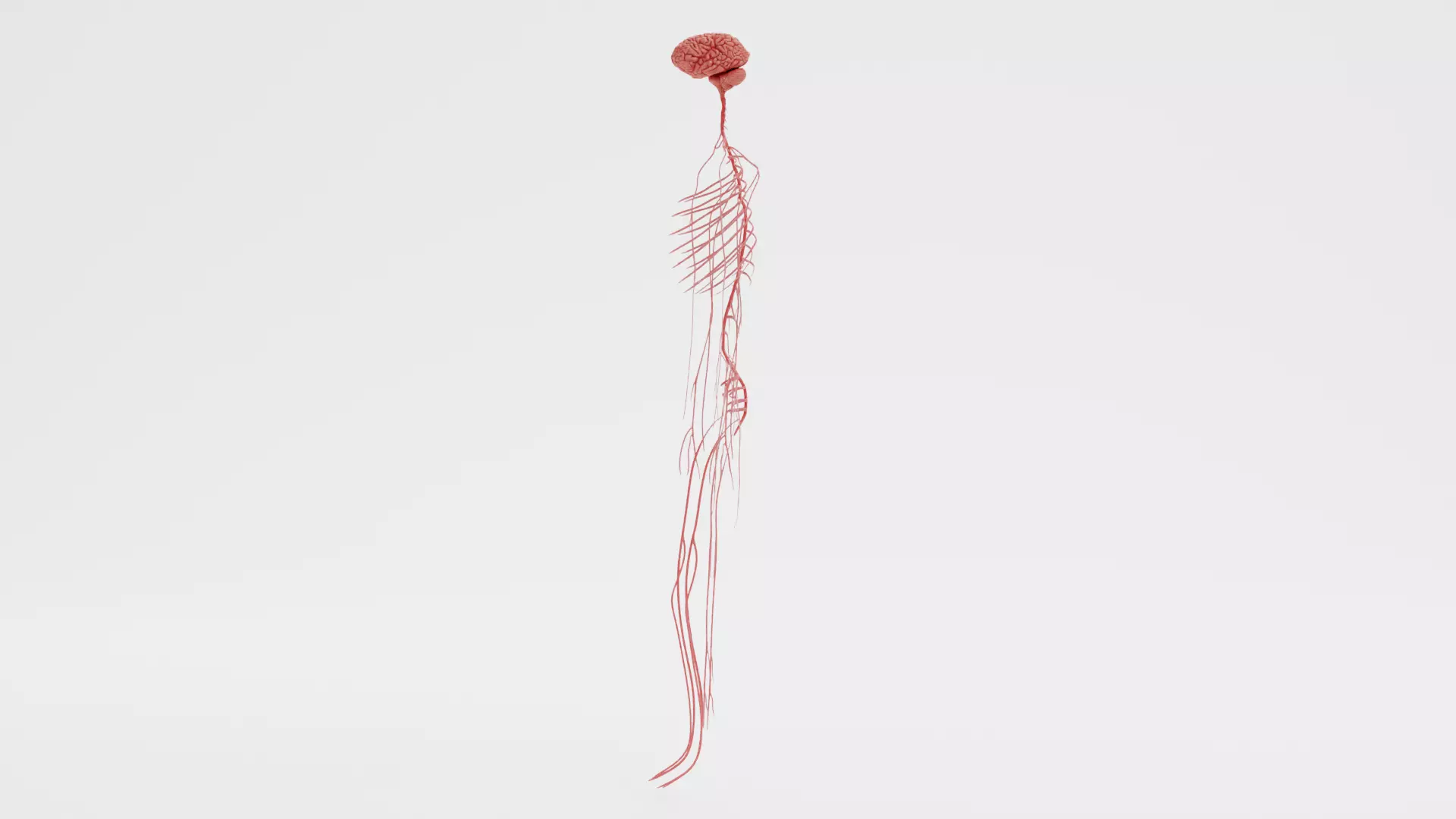 Human Nerves - Fresh Tissue 3D model