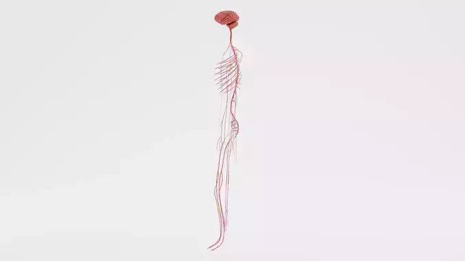 -Human Nerves - Fresh-