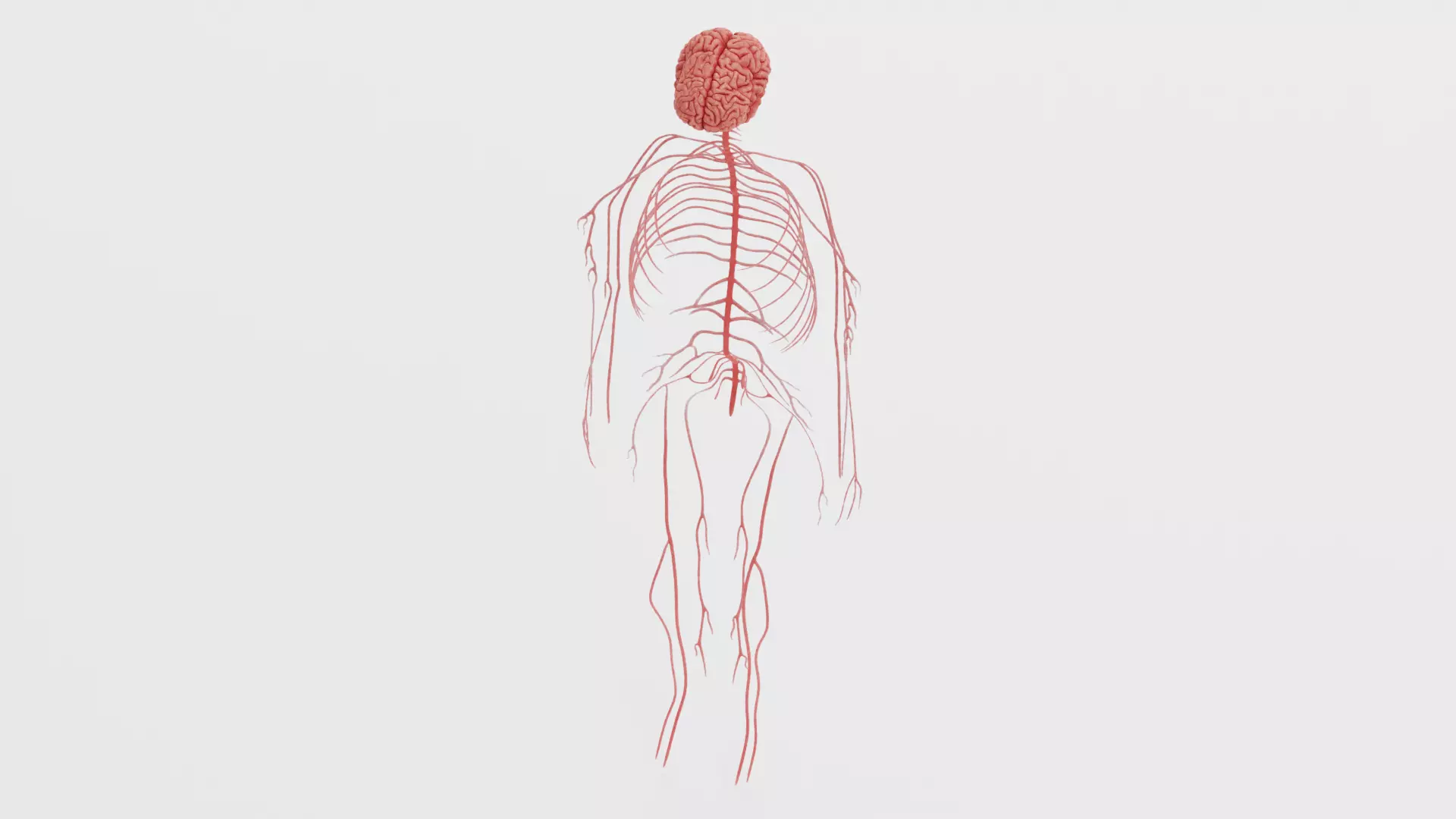 -Human Nerves - Fresh- 3D model_4