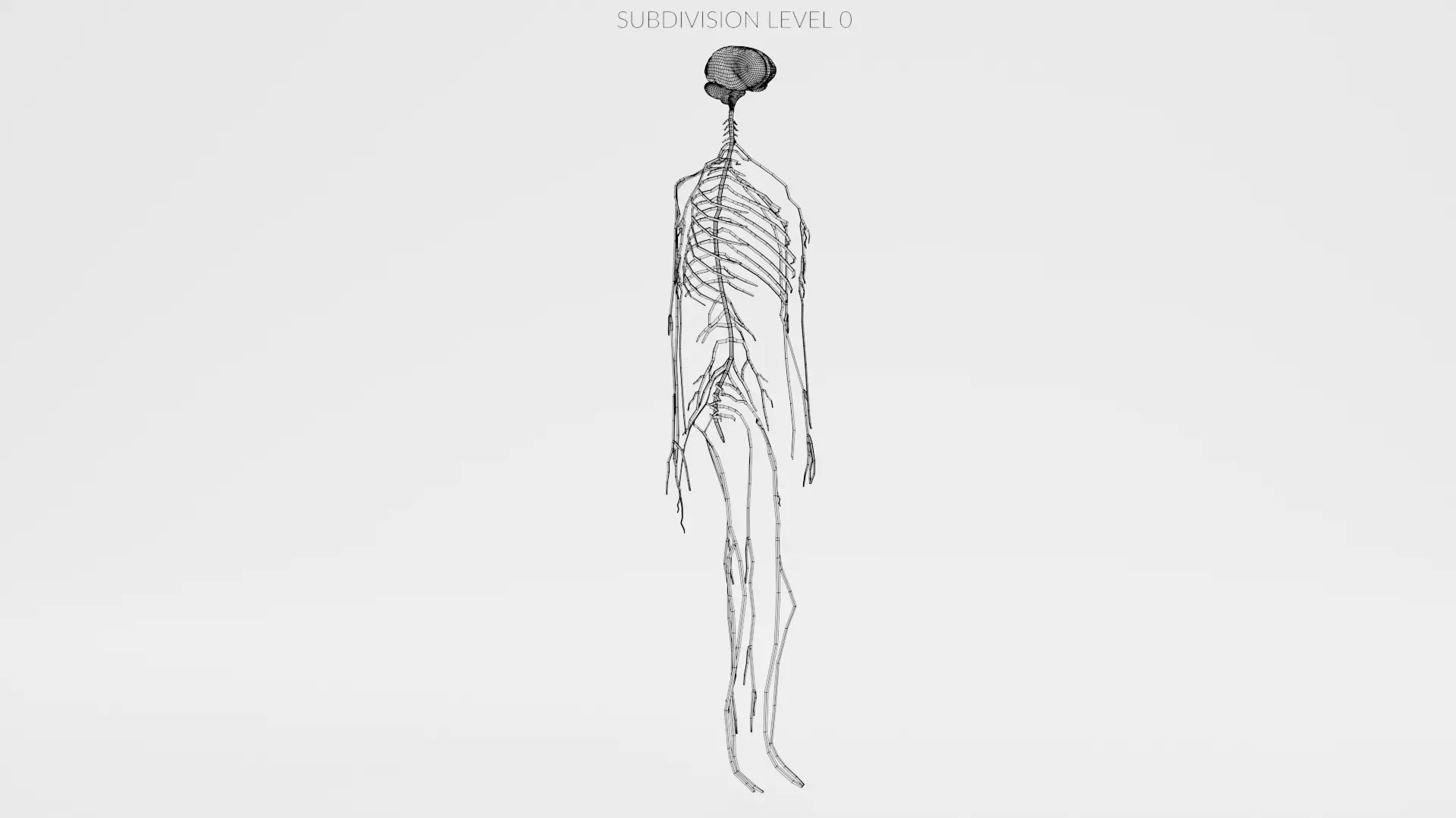 -Human Nerves - Fresh- 3D model_11