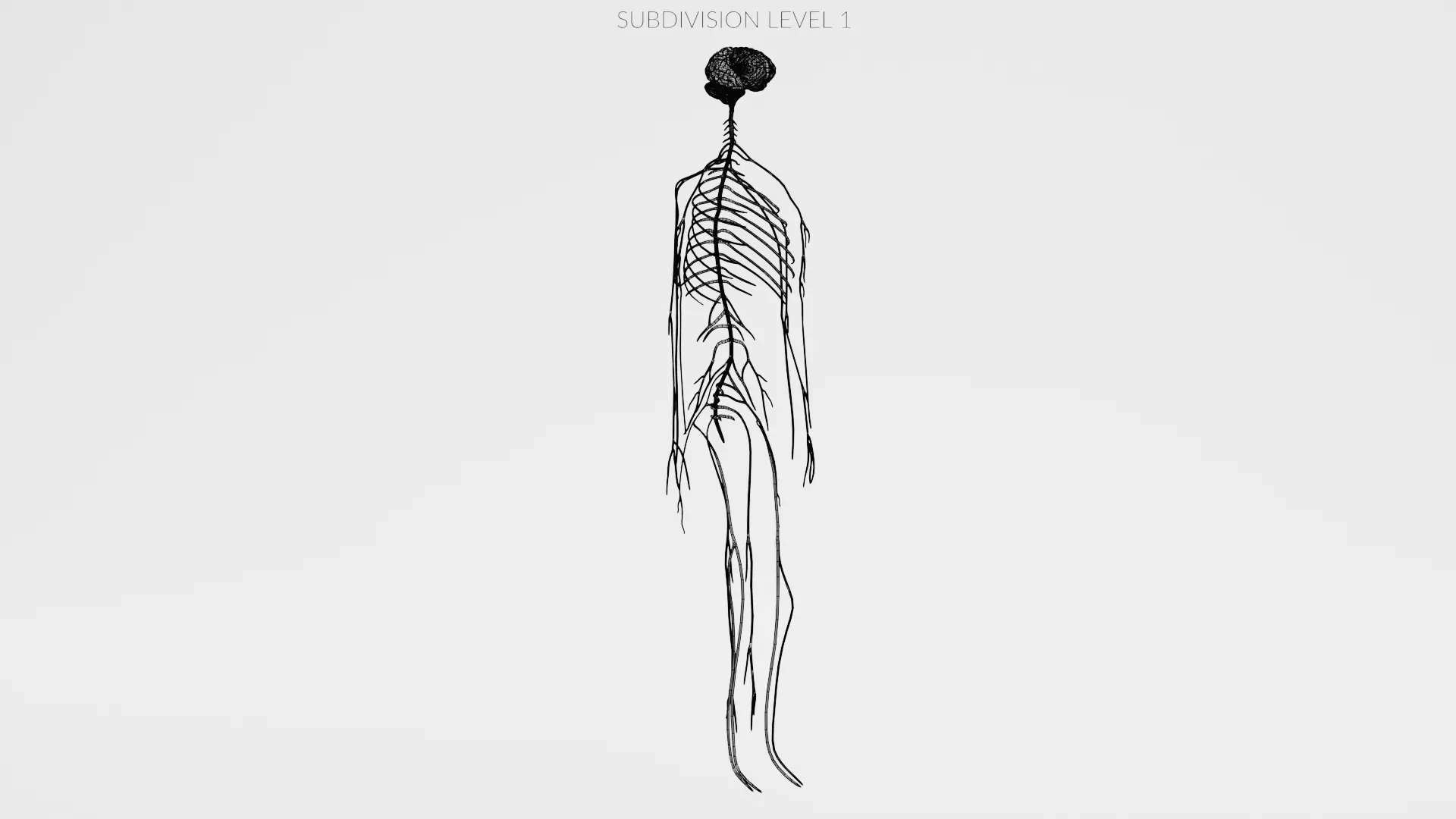 -Human Nerves - Fresh- 3D model_12