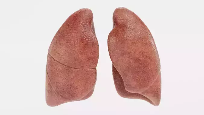 Lungs - Realistic Human Anatomy