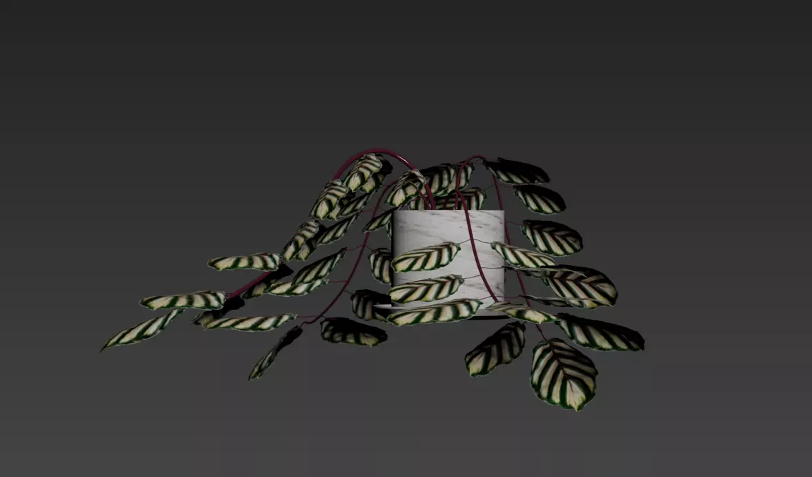 Plant Calathea zebrina in pot 3D model Low-poly 3D model_2
