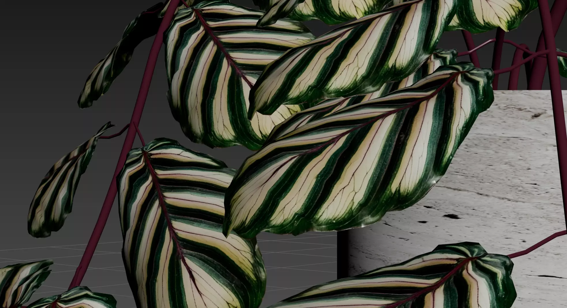 Plant Calathea zebrina in pot 3D model Low-poly 3D model_3