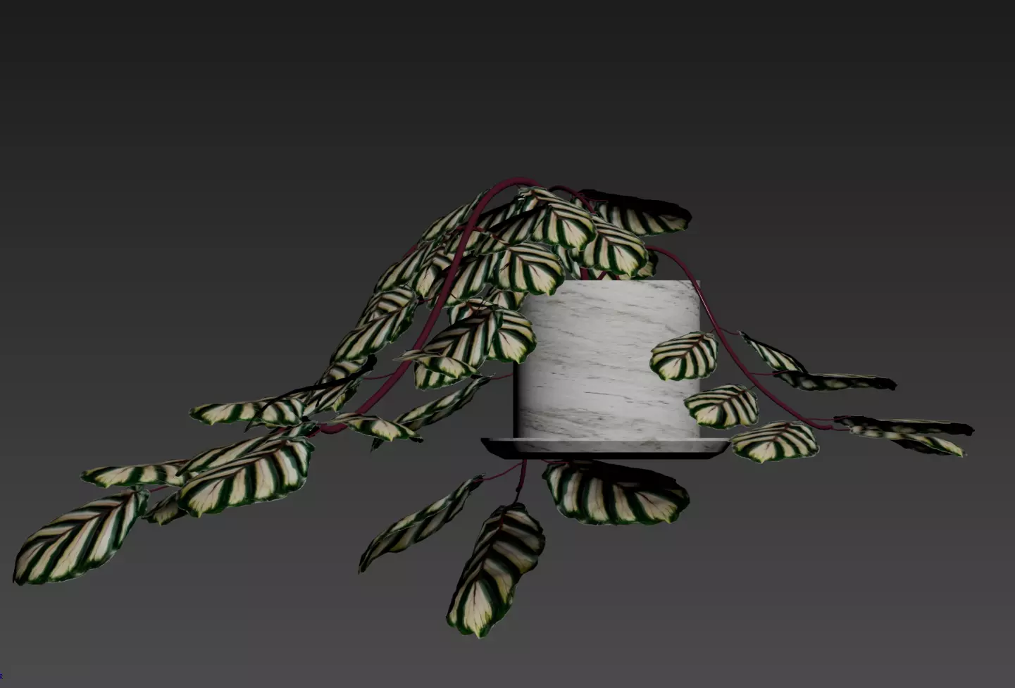 Plant Calathea zebrina in pot 3D model Low-poly 3D model_1