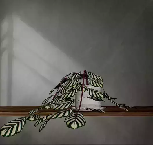 Plant Calathea zebrina in pot 3D model Low-poly 3D model Plant Calathea zebrina in pot 3D model Low-poly 3D model