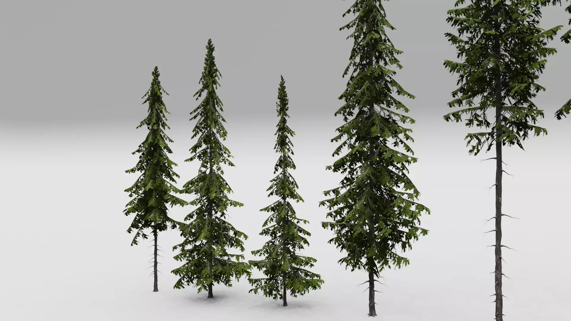 FREE Realistic Douglas Fir Tree Preview Free low-poly 3D model_5