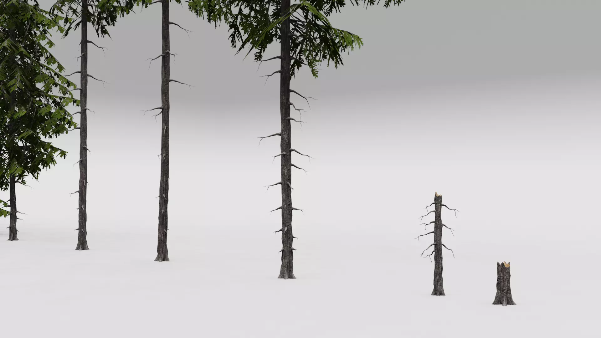 FREE Realistic Douglas Fir Tree Preview Free low-poly 3D model_4
