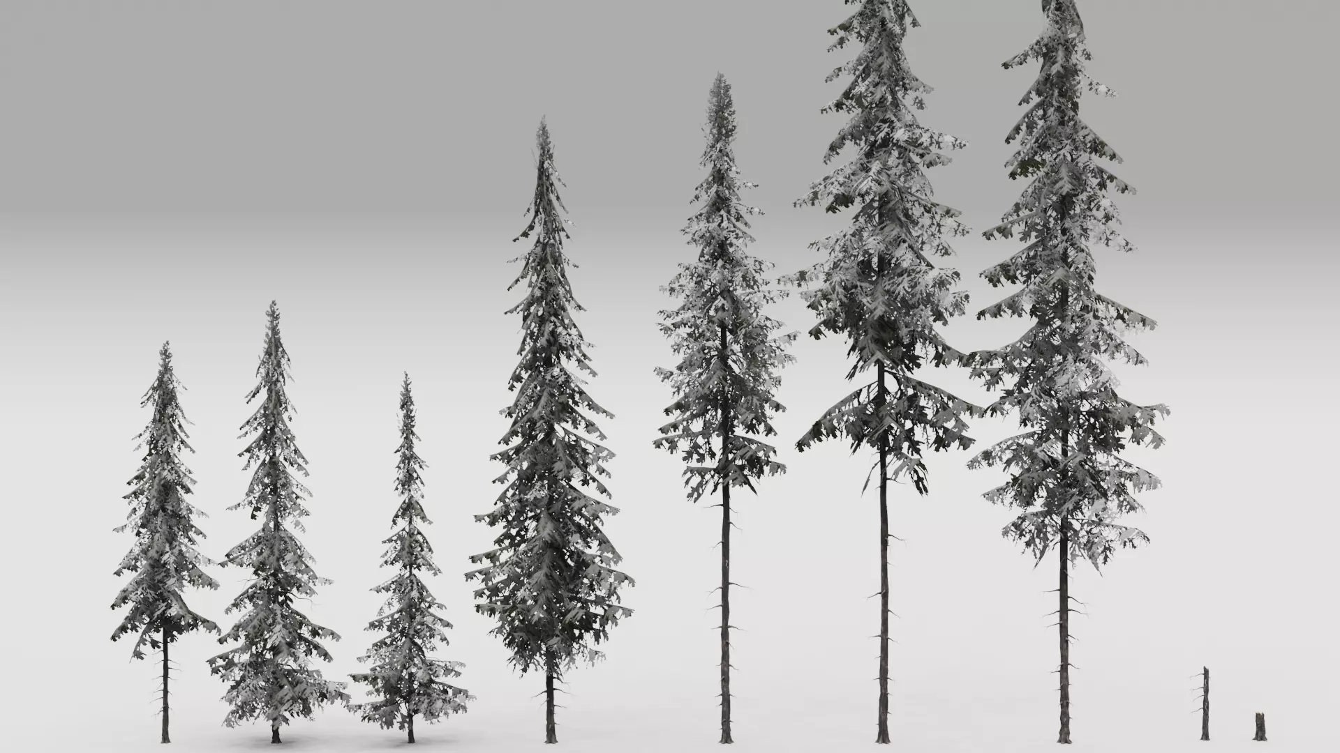 FREE Realistic Douglas Fir Tree Preview Free low-poly 3D model_3