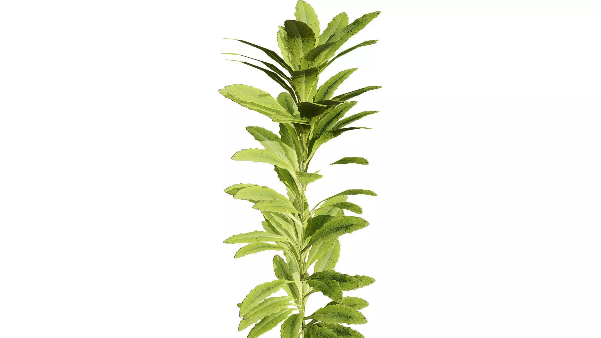 Game-Ready 3D Foliage Pack Low-poly 3D model_2