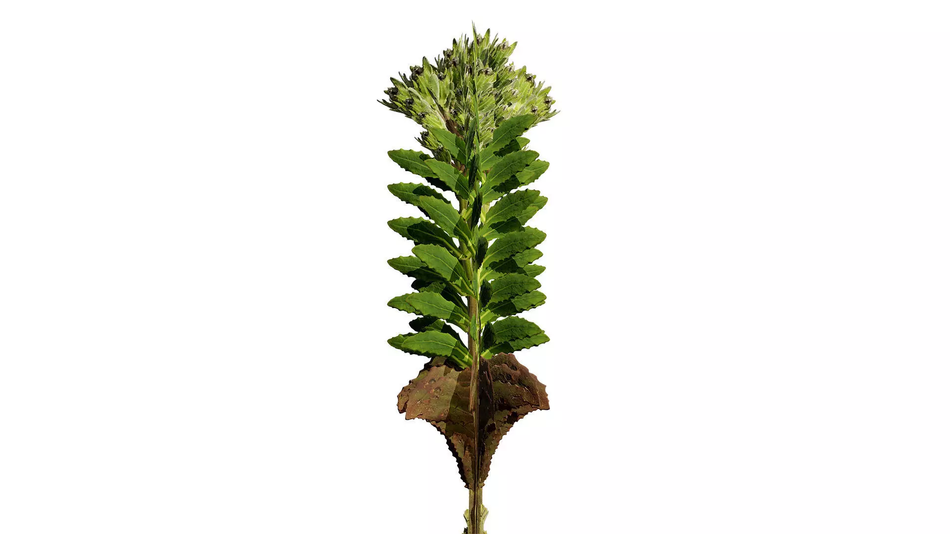 Game-Ready 3D Foliage Pack Low-poly 3D model_4