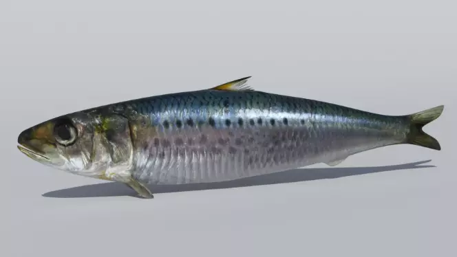 191 Ultimate Low Poly Animal Pack Low-poly 3D model_99