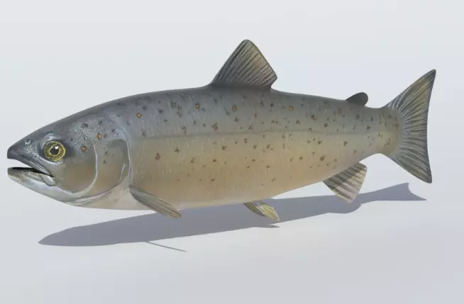 191 Ultimate Low Poly Animal Pack Low-poly 3D model_98