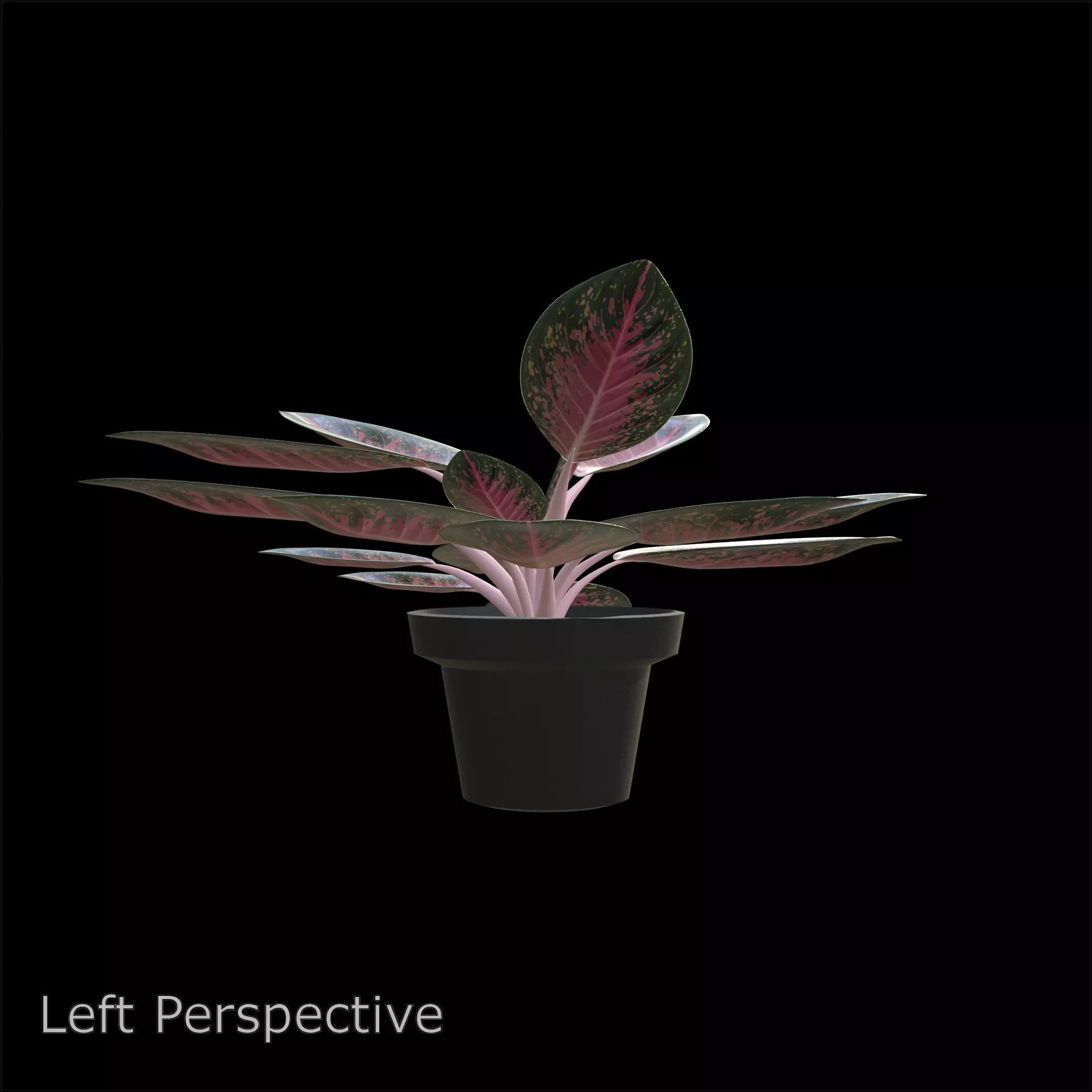Aglaonema Anyamanee PBR 4K 3D model_4