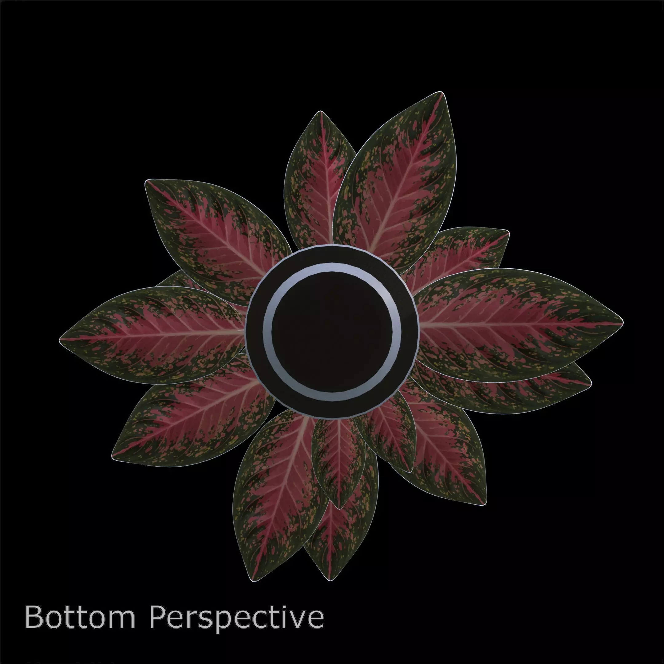 Aglaonema Anyamanee PBR 4K 3D model_7