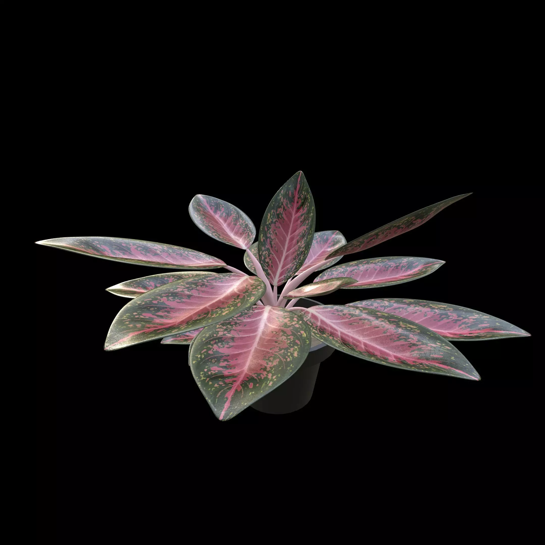 Aglaonema Anyamanee PBR 4K 3D model_1