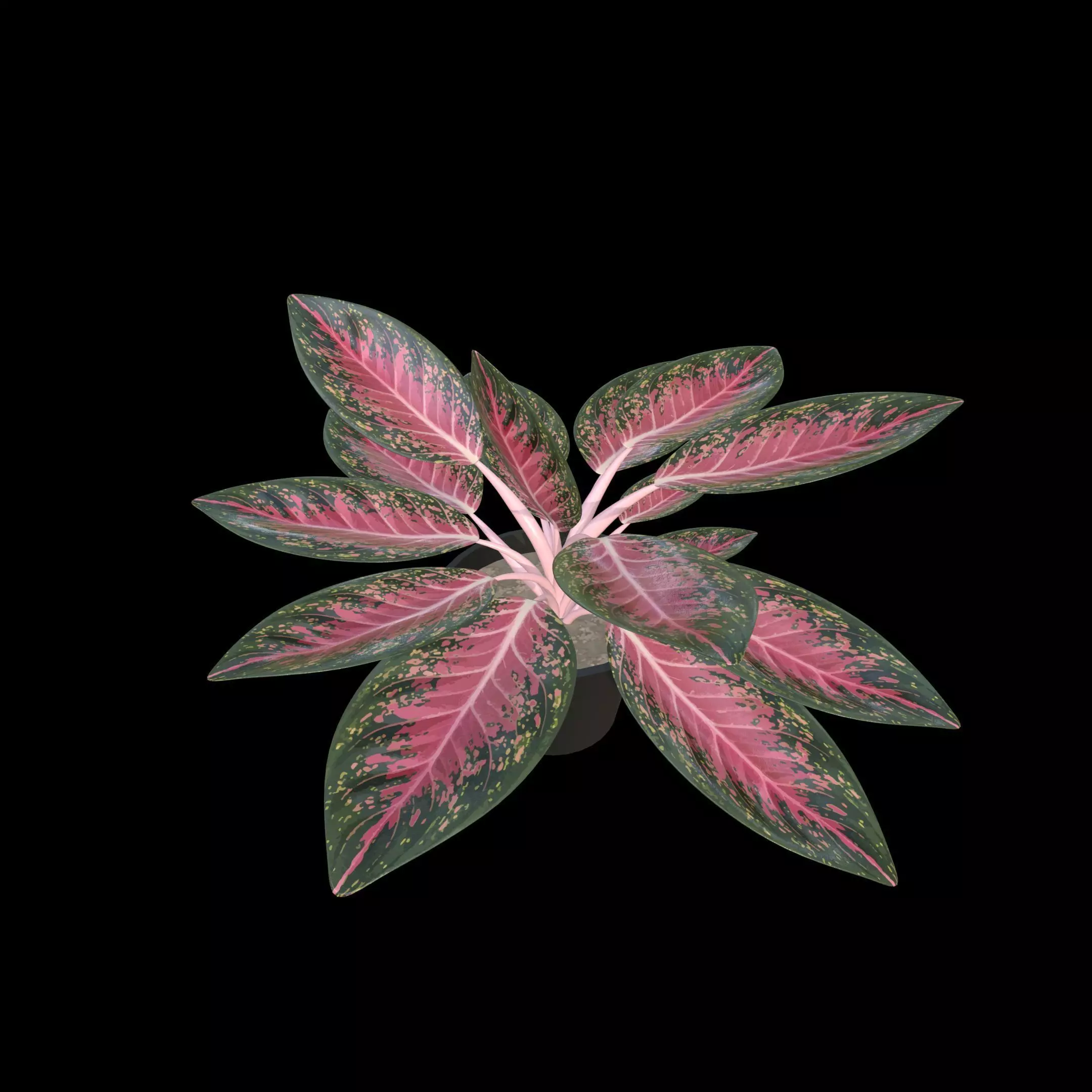 Aglaonema Anyamanee PBR 4K 3D model_0