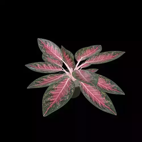 Aglaonema Anyamanee PBR 4K 3D model Aglaonema Anyamanee PBR 4K 3D model