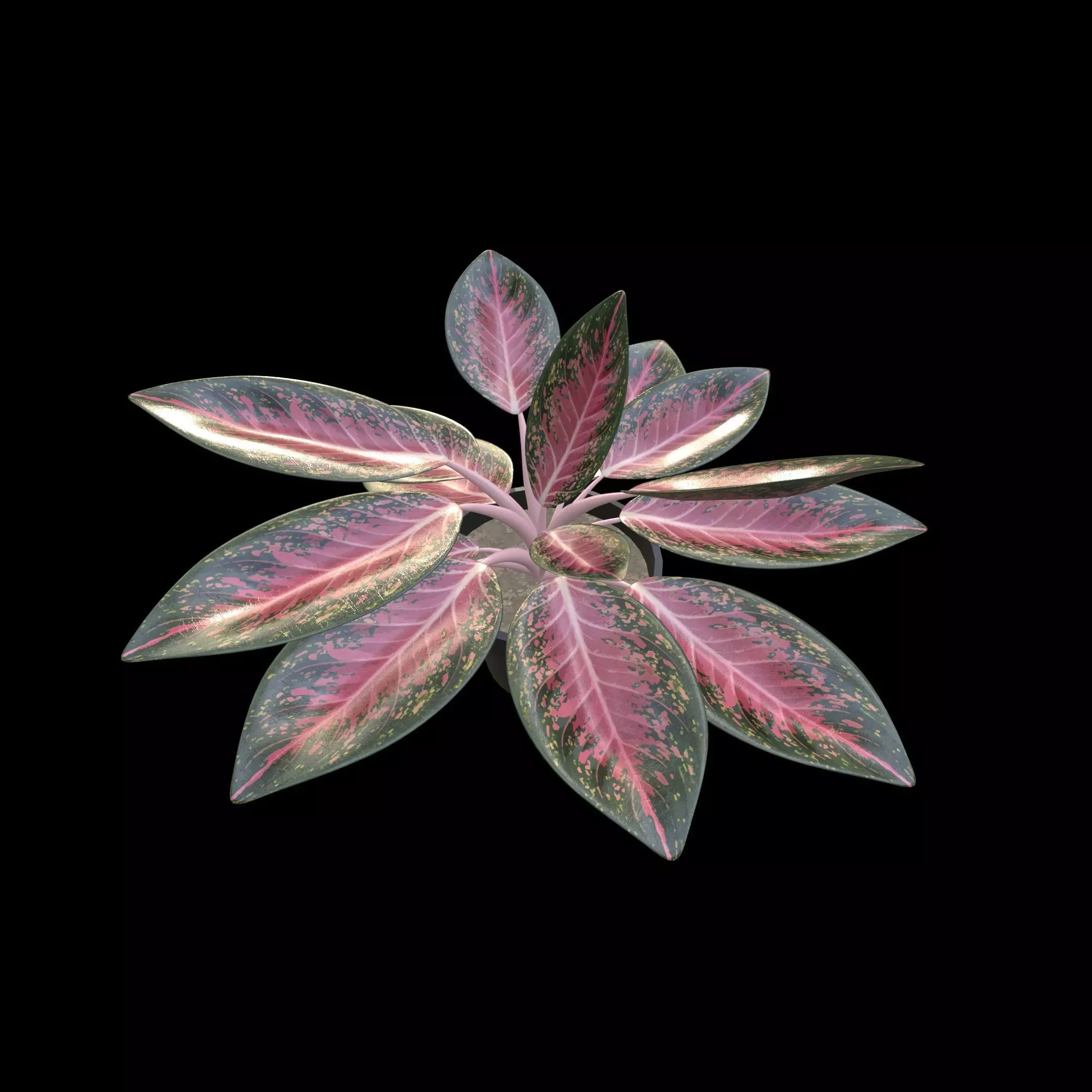 Aglaonema Anyamanee PBR 4K 3D model_6