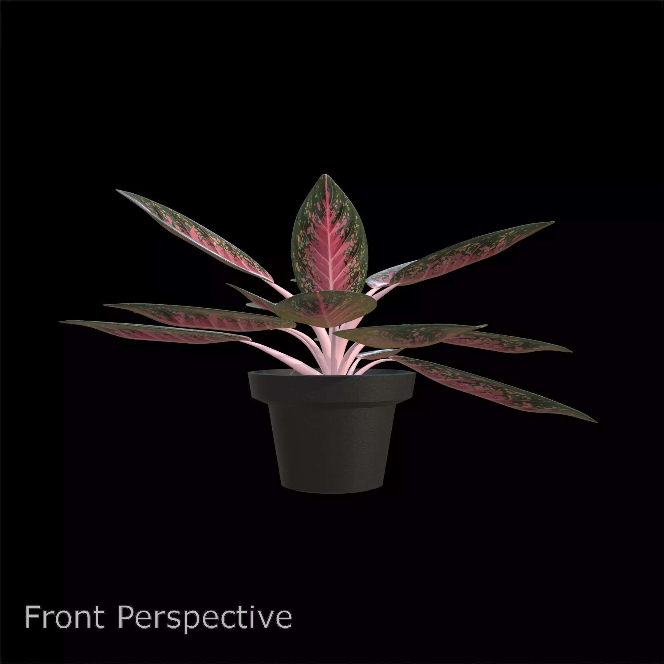 Aglaonema Anyamanee PBR 4K 3D model_2