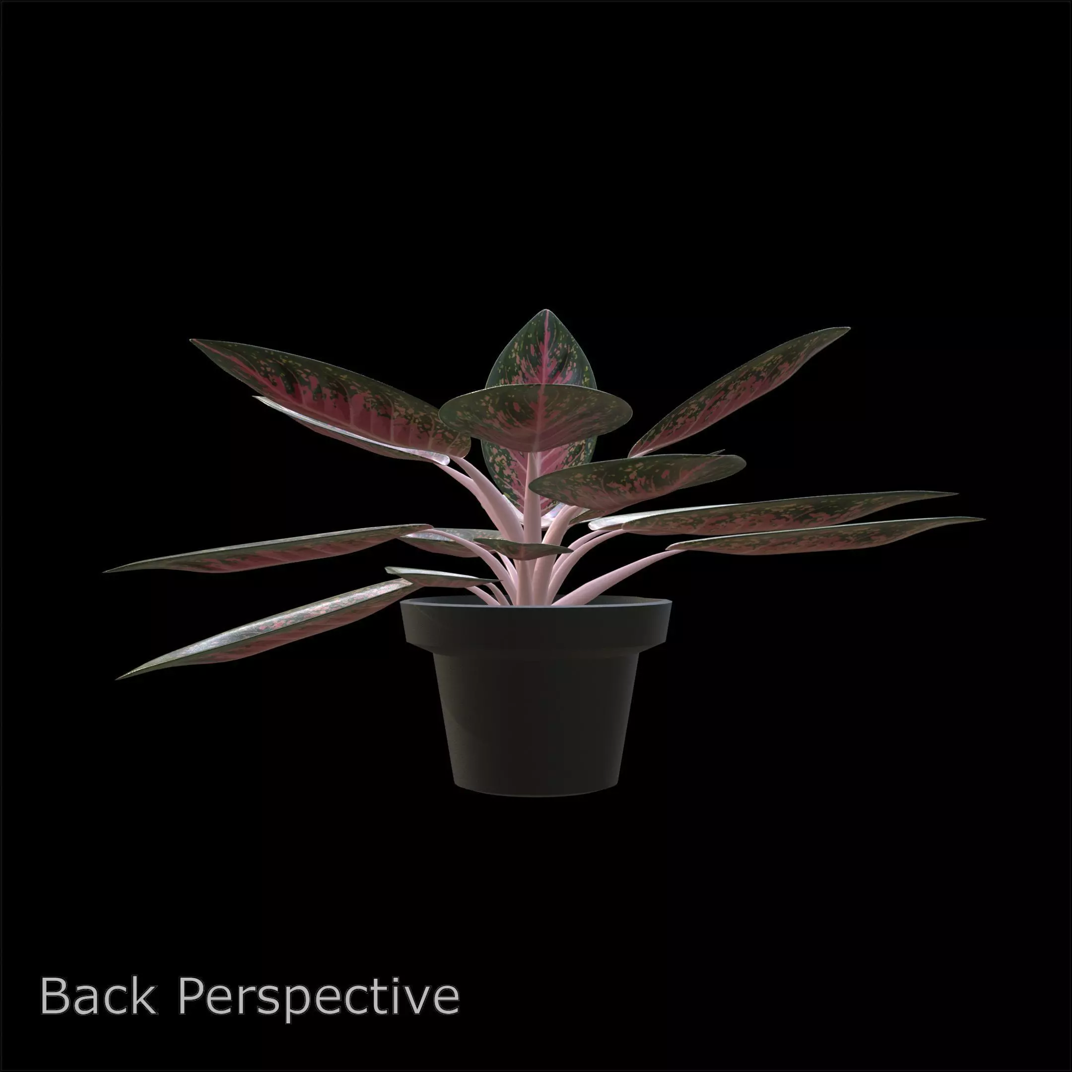 Aglaonema Anyamanee PBR 4K 3D model_3