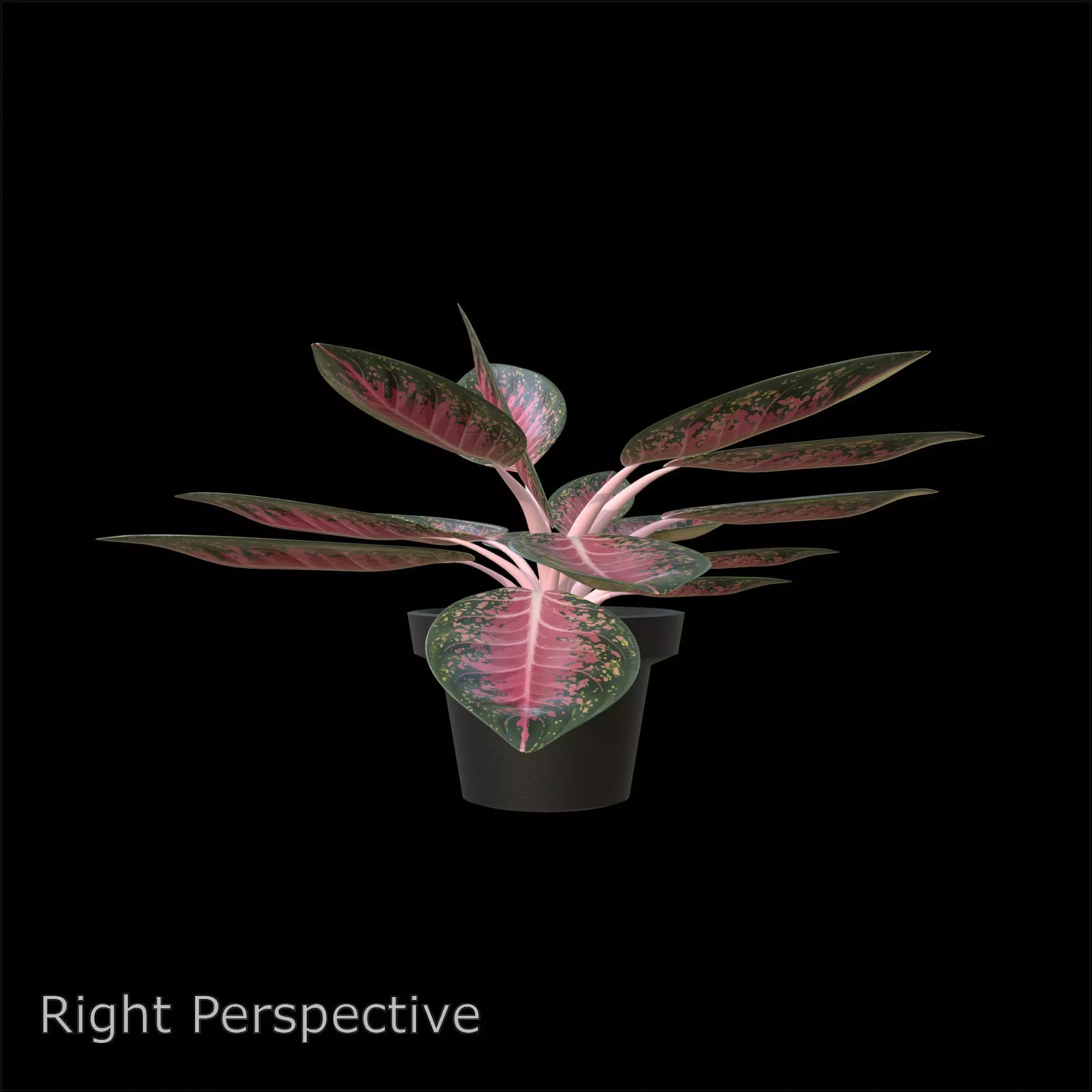 Aglaonema Anyamanee PBR 4K 3D model_5