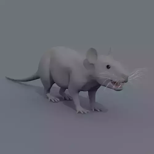 Rat Mouse Shape