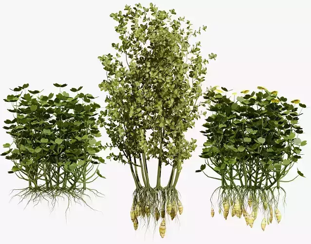 Oca Vegetable Plant Collection 3D Model