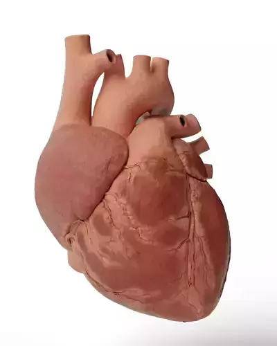 Realistic Human Heart