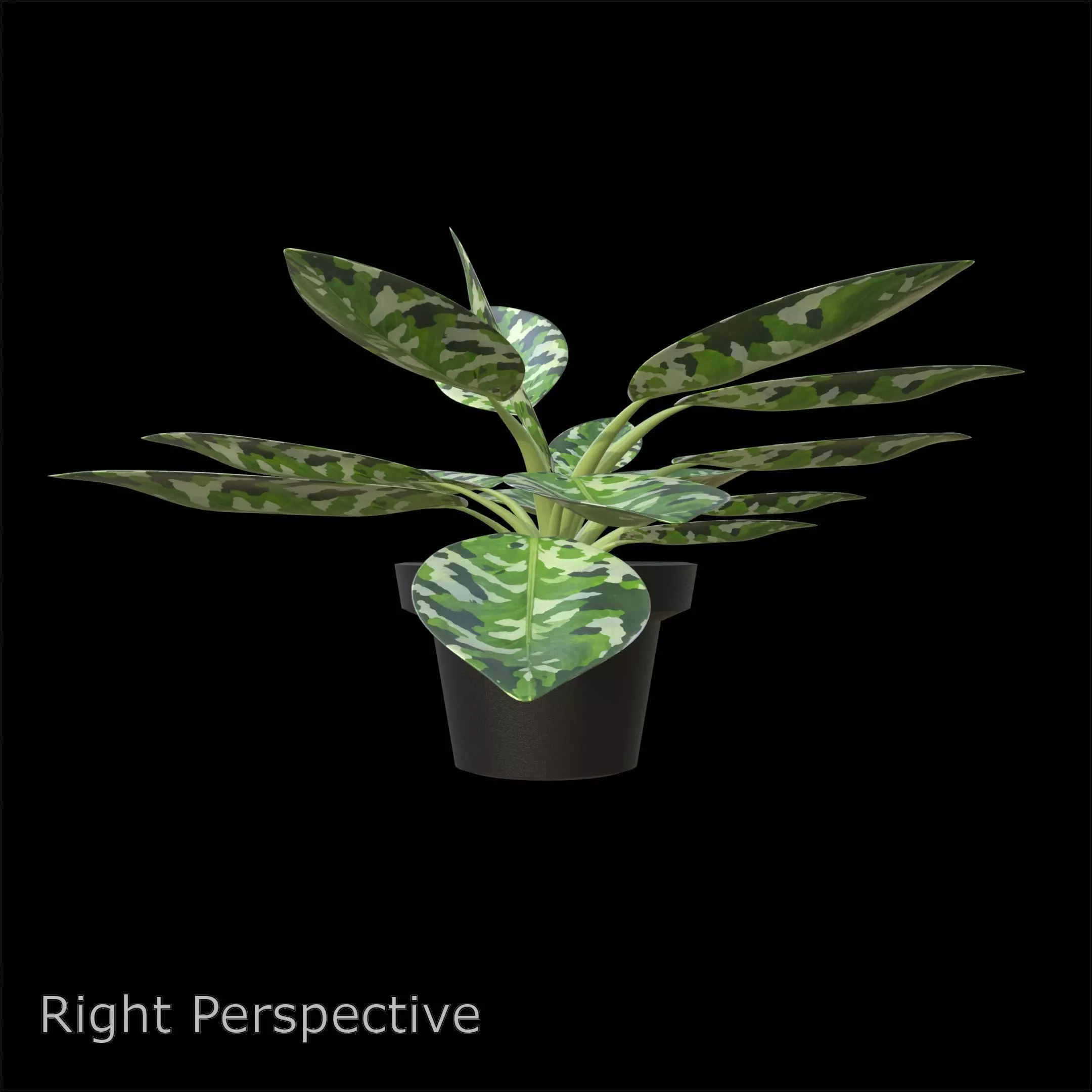Aglaonema Pictum Tricolor PBR 4K 3D model_5