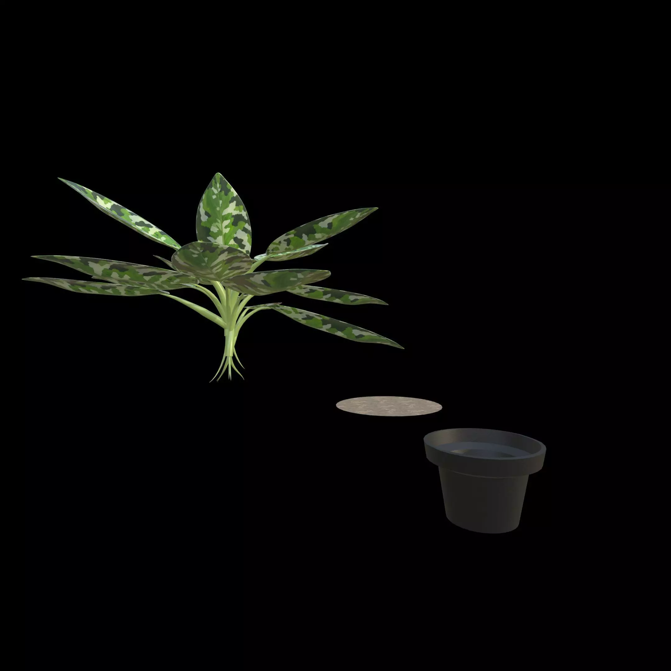 Aglaonema Pictum Tricolor PBR 4K 3D model_6