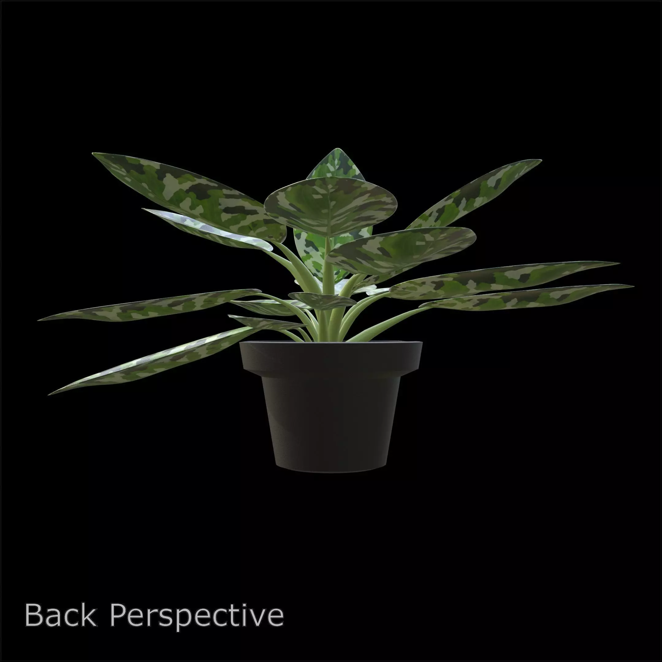 Aglaonema Pictum Tricolor PBR 4K 3D model_3
