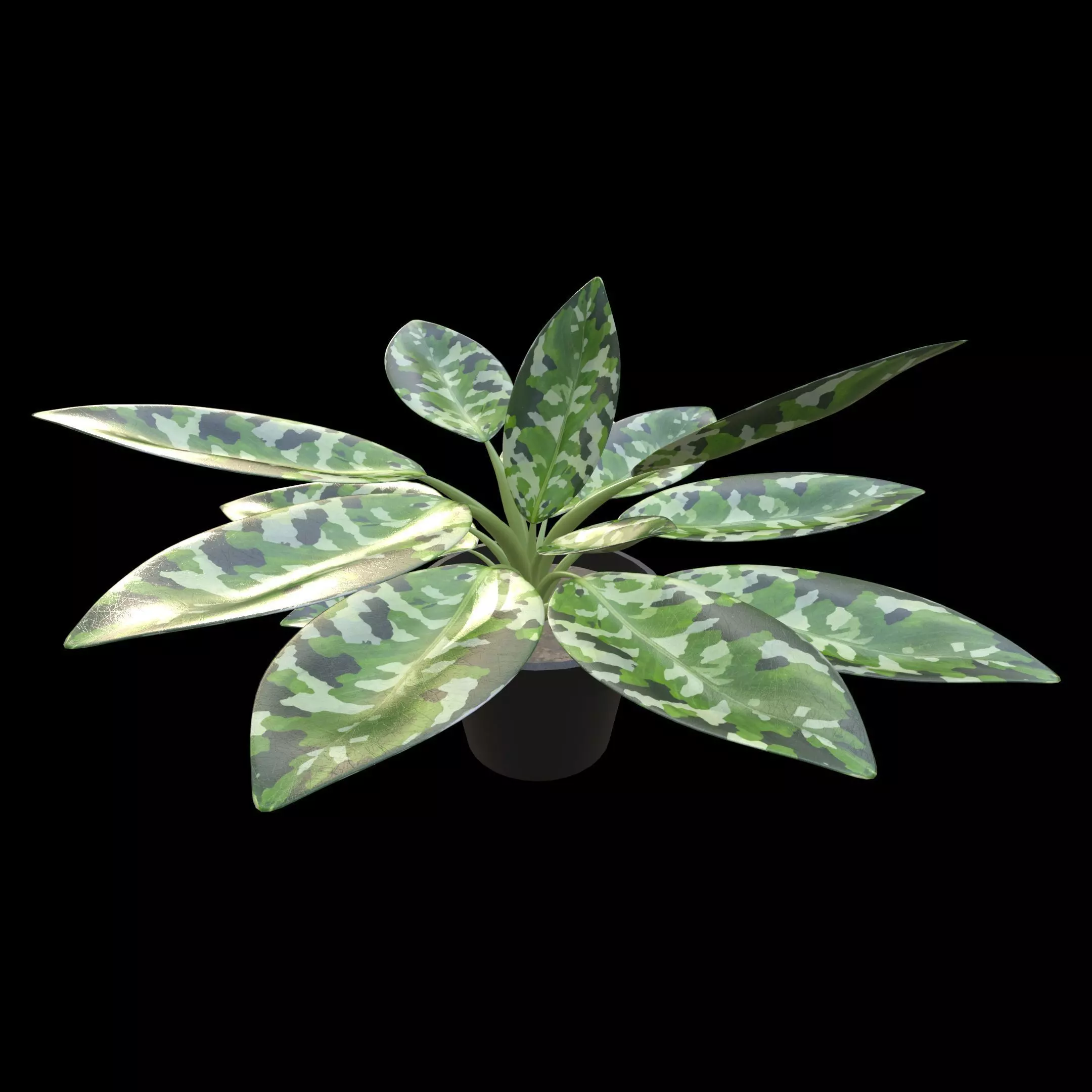 Aglaonema Pictum Tricolor PBR 4K 3D model_1