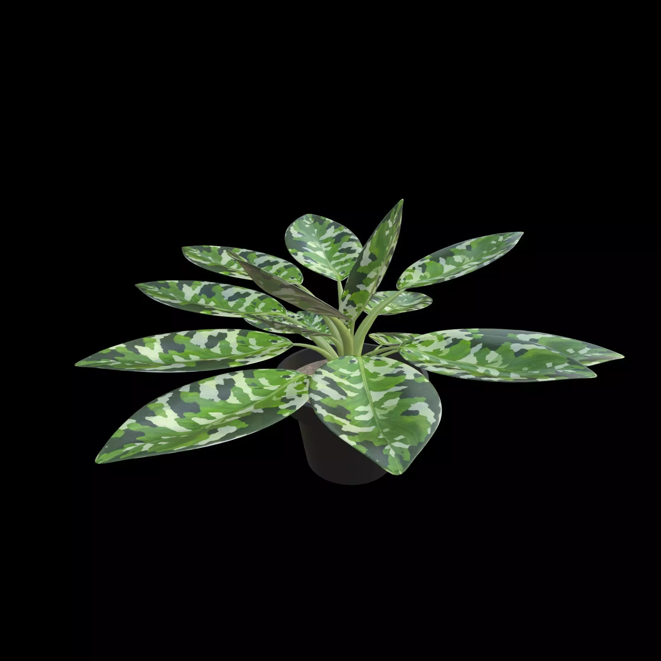 Aglaonema Pictum Tricolor PBR 4K 3D model_0