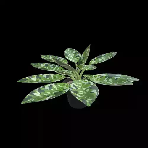 Aglaonema Pictum Tricolor PBR 4K 3D model
