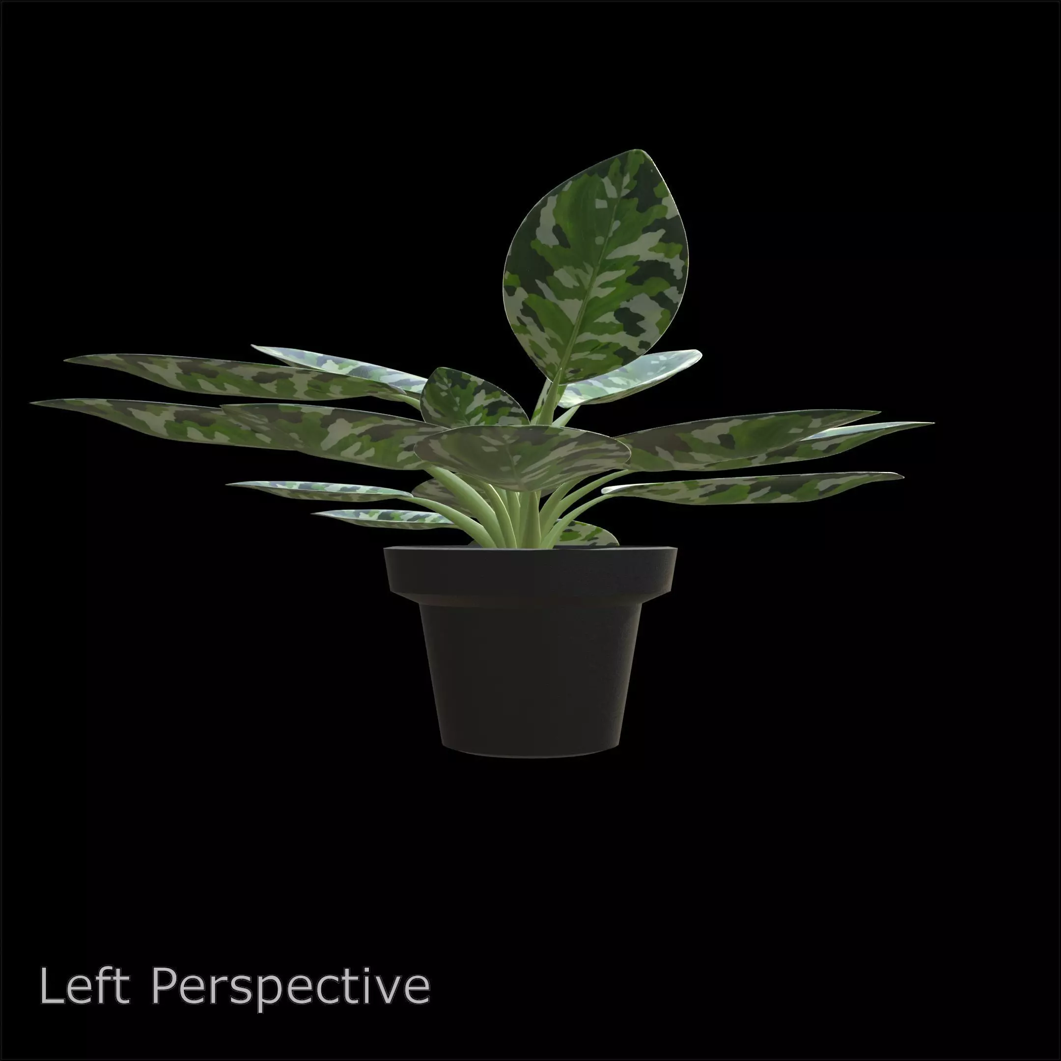 Aglaonema Pictum Tricolor PBR 4K 3D model_4