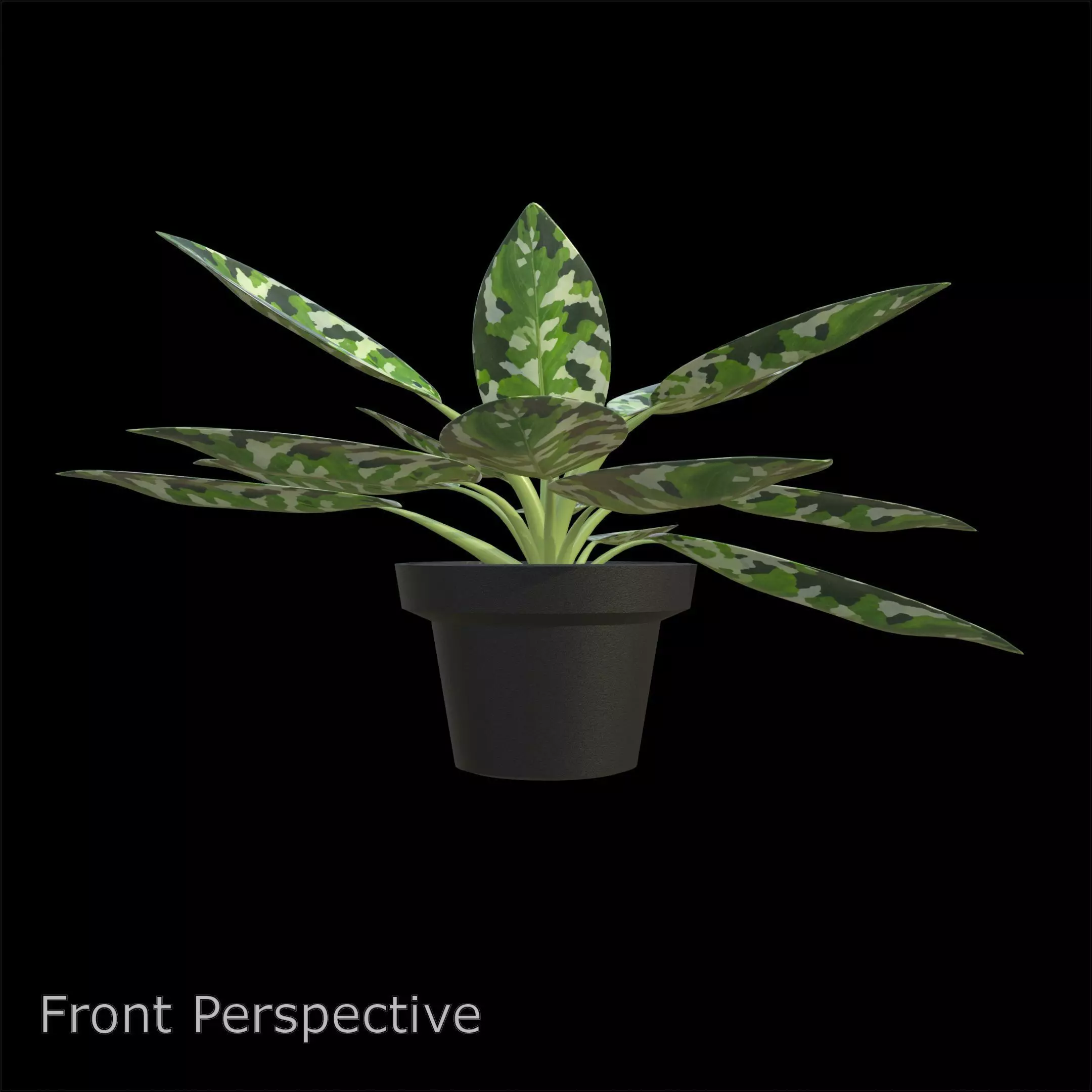 Aglaonema Pictum Tricolor PBR 4K 3D model_2