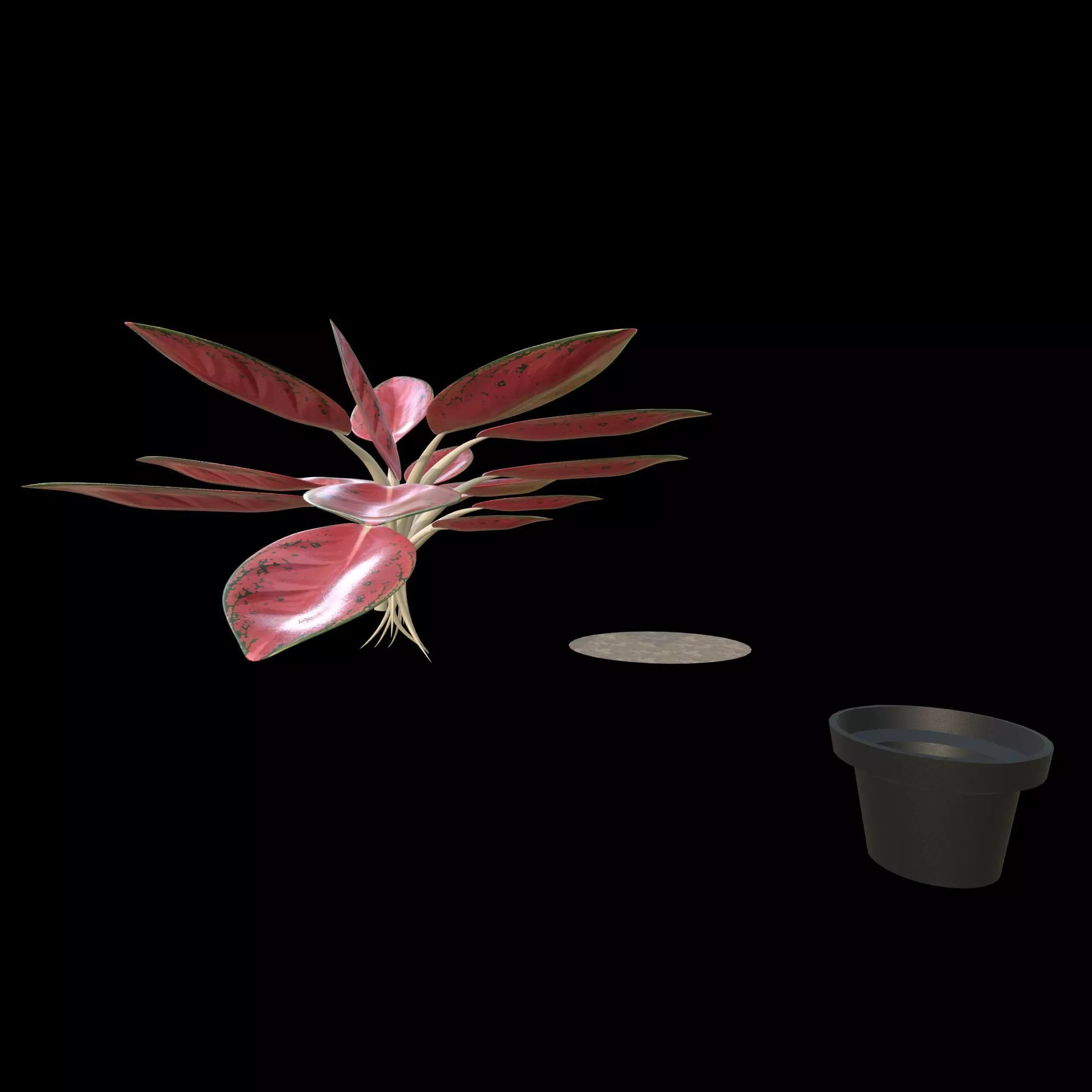 Aglaonema Red Valentine PBR 4K 3D model_2