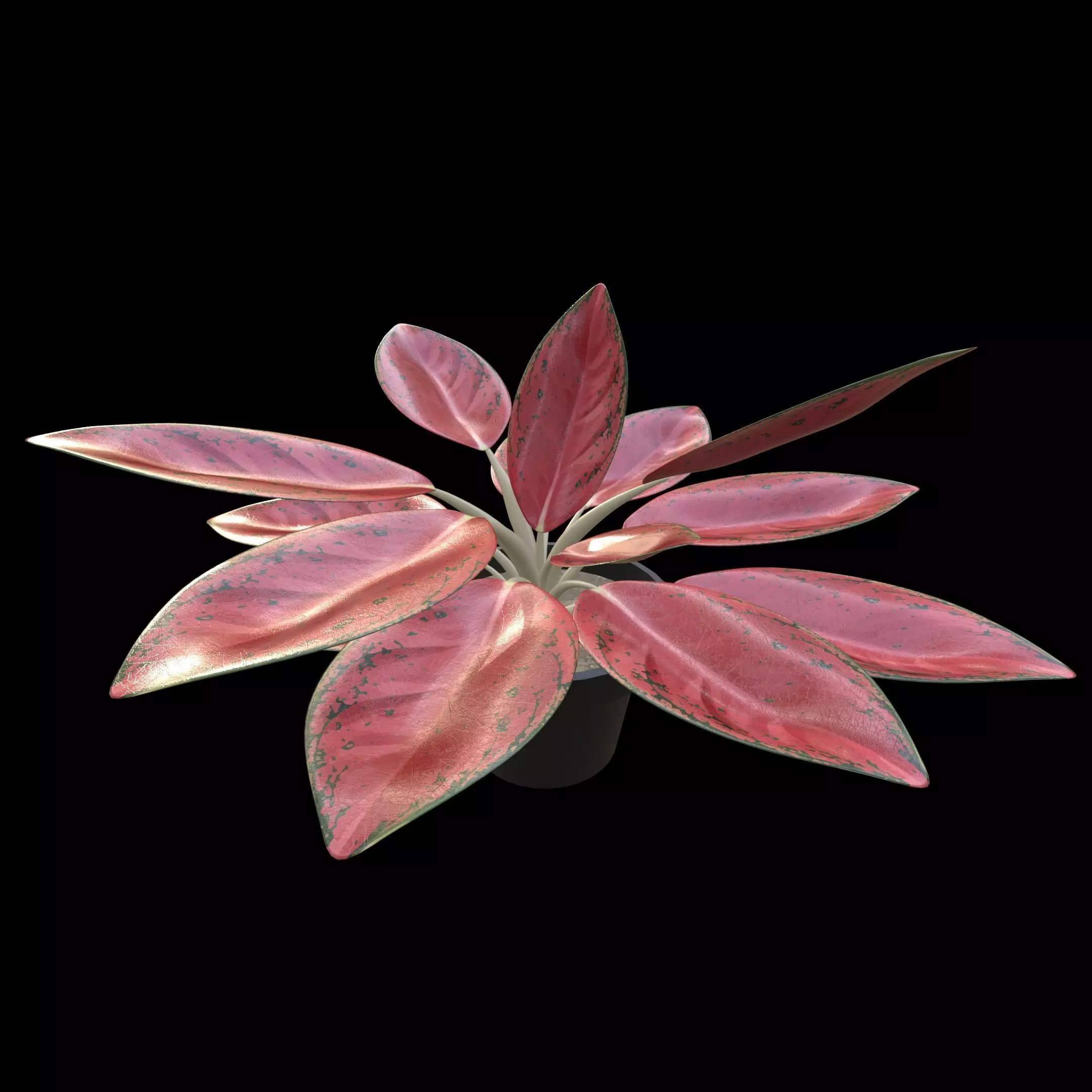 Aglaonema Red Valentine PBR 4K 3D model_1