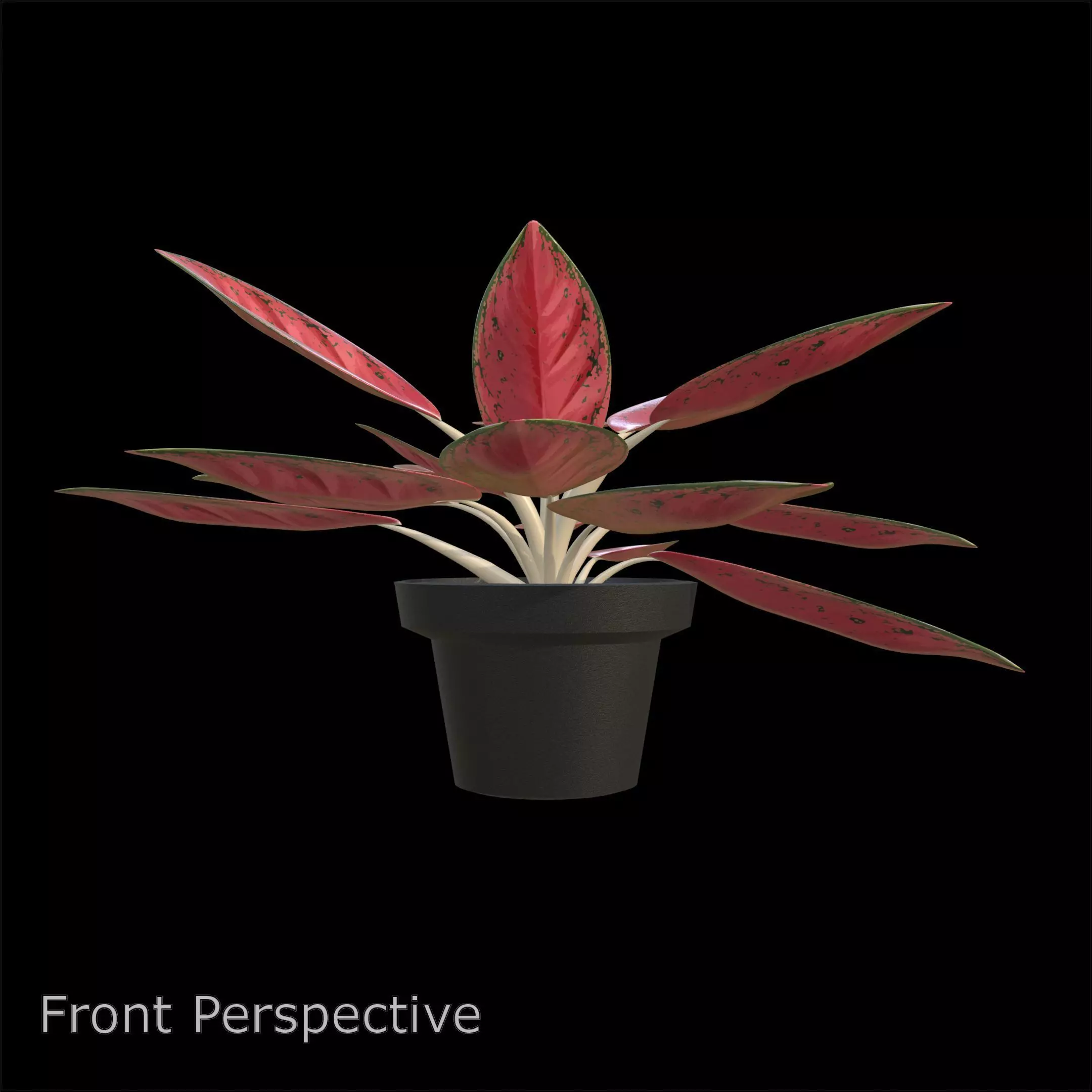 Aglaonema Red Valentine PBR 4K 3D model_3