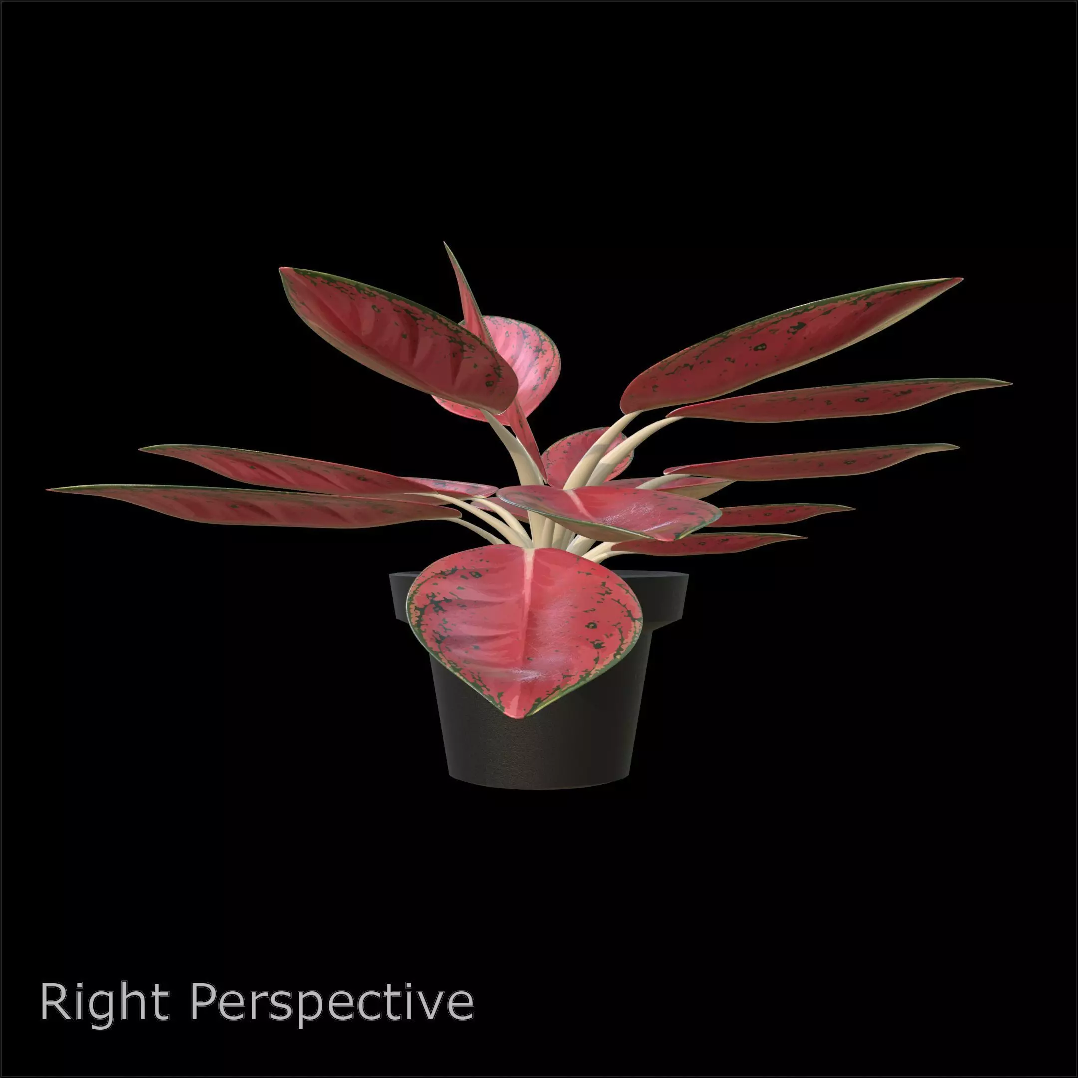 Aglaonema Red Valentine PBR 4K 3D model_6