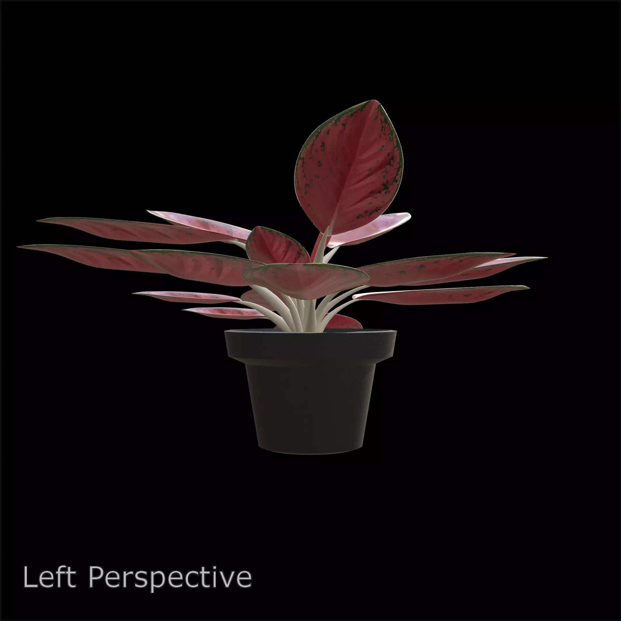 Aglaonema Red Valentine PBR 4K 3D model_5